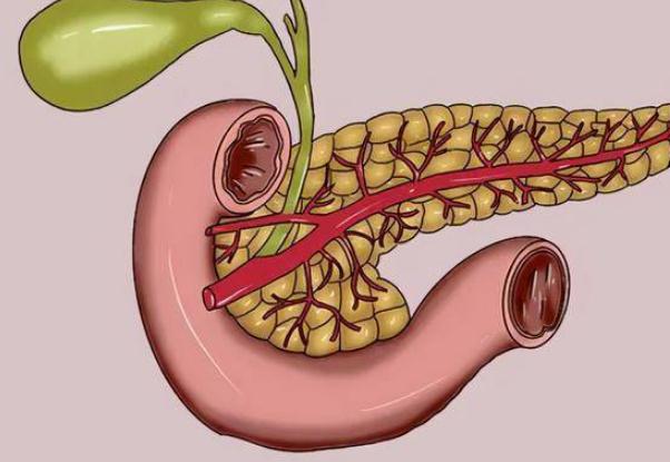 急性胰腺炎可以買保險嗎 ？人體器官胰腺的功能和作用？