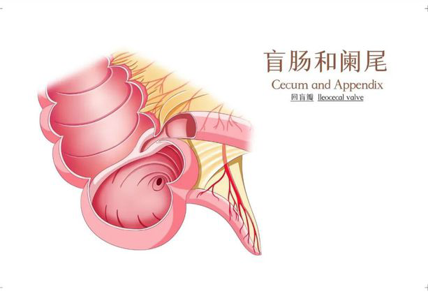 體檢能查出闌尾炎嗎 闌尾炎b超能查出來嗎