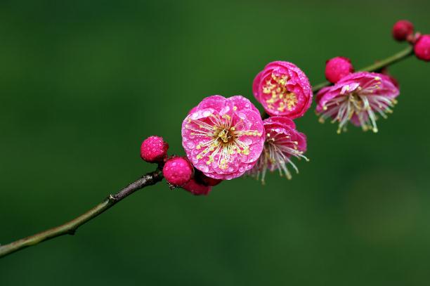 梅花糕的來歷 ？話梅花生的做法？