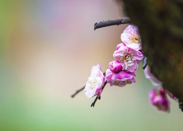 梅花的雅稱綽號(hào)別名？梅花能和雞蛋一起吃嗎？