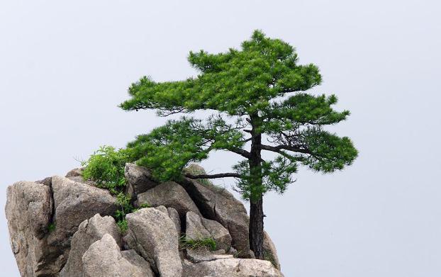 褲子上松樹油干了怎么去掉？松樹的種類？