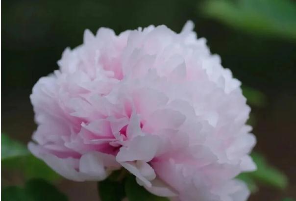 牡丹花茶是哪里的特產？牡丹花茶的味道？