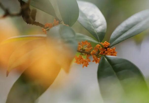 桂花茶的好處？桂花茶的其它搭配？