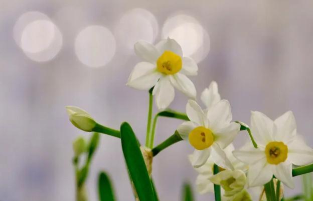 我的水仙花葉子全枯萎了？水仙花發(fā)芽開花時間？