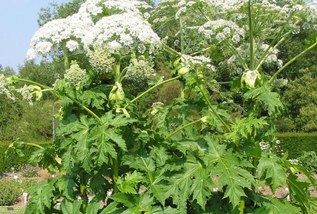 白芷醋液根治灰指甲？白芷粉能去痘印嗎？