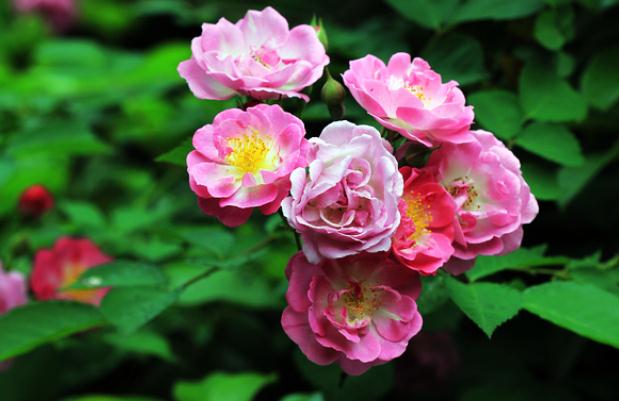 薔薇冬天澆水嗎？小薔薇怎么修剪？