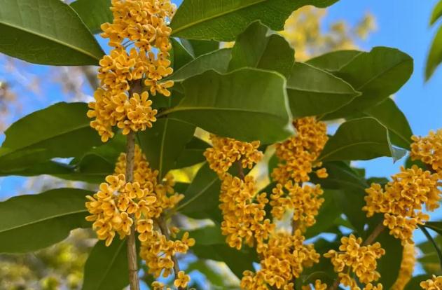 桂花酒泡多久可以喝？鮮桂花可以泡茶喝嗎？