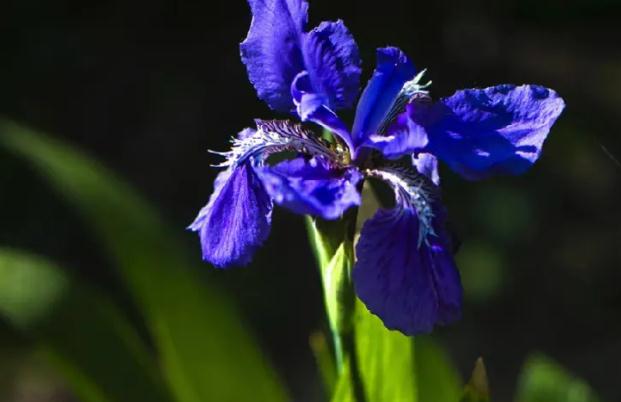 鳶尾花什么時(shí)候開(kāi) ？鳶尾花和鳶尾蘭的區(qū)別？