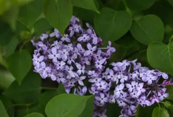 丁香花止痛？丁香花能泡茶喝嗎？