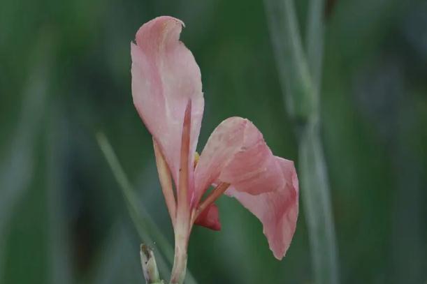 美人蕉種植方法和時(shí)間？美人蕉什么季節(jié)開(kāi)花？