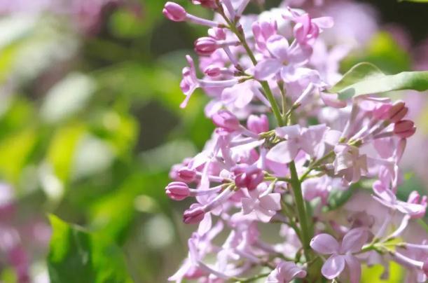 丁香花怎么泡茶喝？丁香花怎么養(yǎng)開花好？