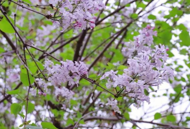 盆栽丁香花怎么過冬？丁香花的顏色是怎樣的？