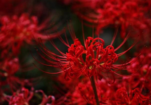 彼岸花要多久才開花？彼岸花為什么不開花只長葉子呢？