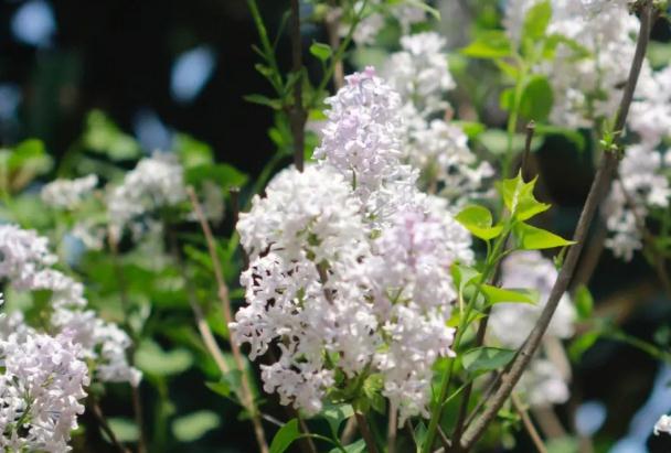 室外丁香花香味有毒嗎 ？丁香花可以室內(nèi)種植嗎？