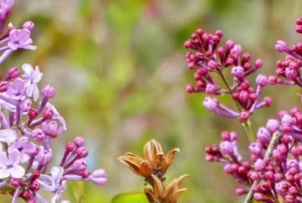 丁香花種植方法？丁香花是什么樣子的？