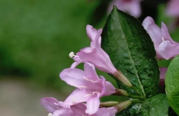 錦帶花如何養(yǎng)殖？錦帶花花期是什么時(shí)候？