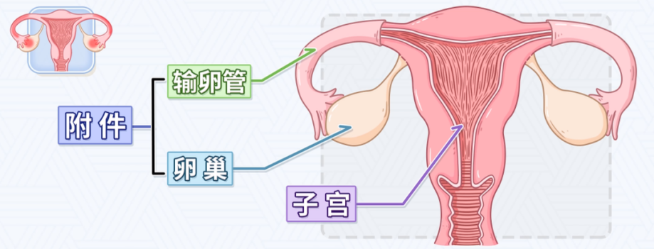 高翠霞：妙手仁心，中醫(yī)巧治盆腔炎