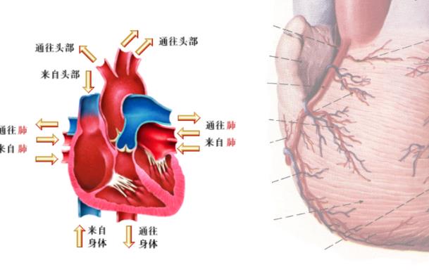 心臟瓣膜病如何鑒別診斷 心電圖胸部X線心臟彩超