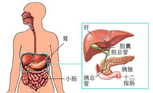 膽結石割了膽不能吃什么 膽結石割了膽后吃什么好