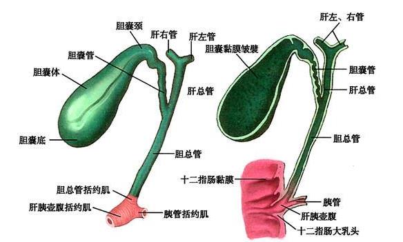 膽結石能排出去嗎 膽結石如何排出去