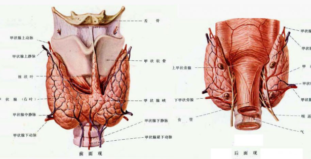 甲狀腺疾病會(huì)遺傳嗎 甲狀腺病與碘攝入量有關(guān)系嗎