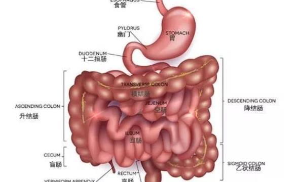 結腸炎放屁多怎么回事 結腸炎會消瘦嗎